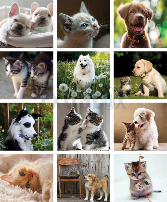 KOLEDAR KUŽKI IN MAČKE  2026