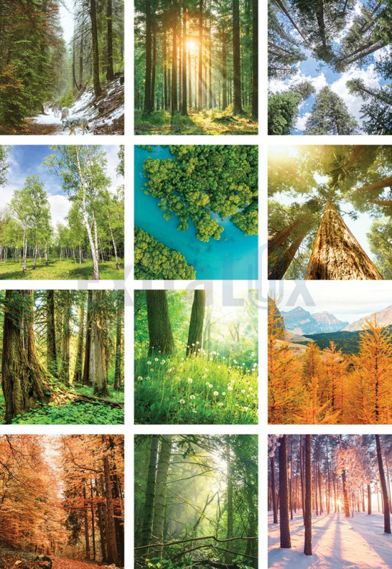 KOLEDAR GOZDNI ZAKLADI  2026