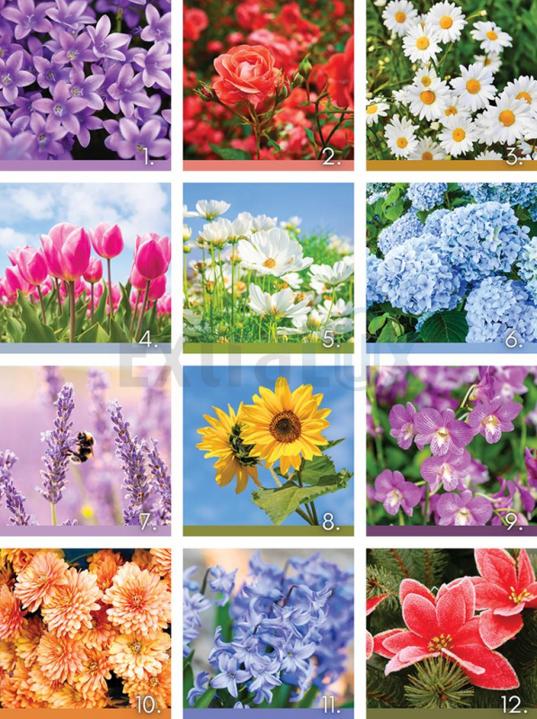 KOLEDAR CVETJE  2026