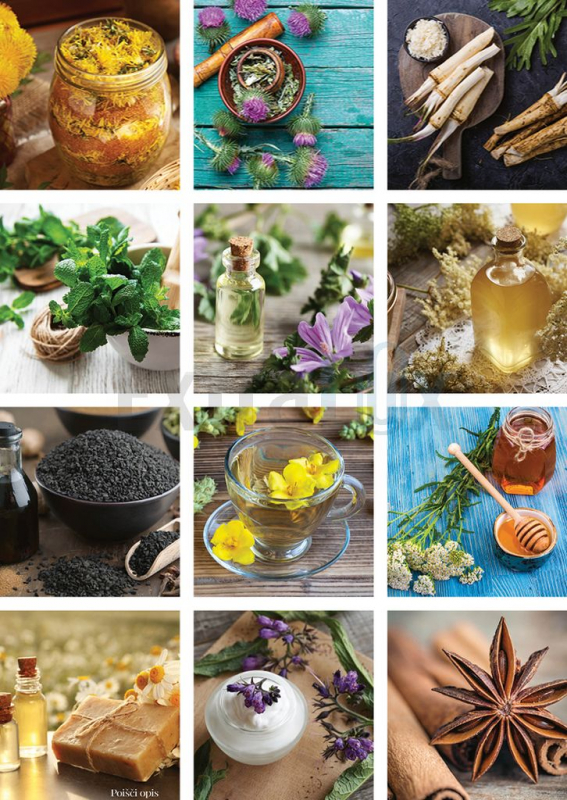 KOLEDAR ŠČEPEC ZDRAVJA 2026