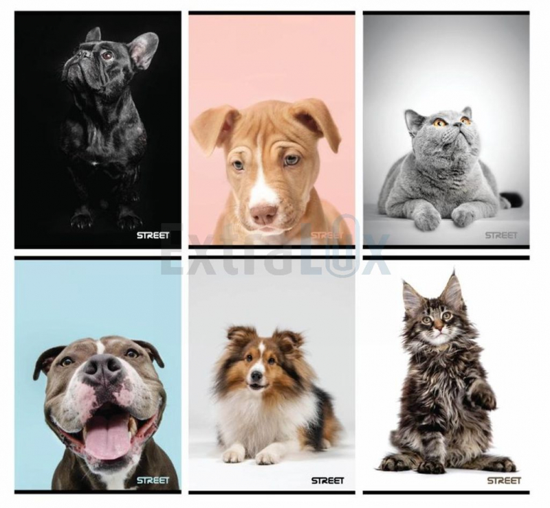 ZVEZEK STREET A4 MP 1CM KARO 54L FRIENDS SORTIRANO